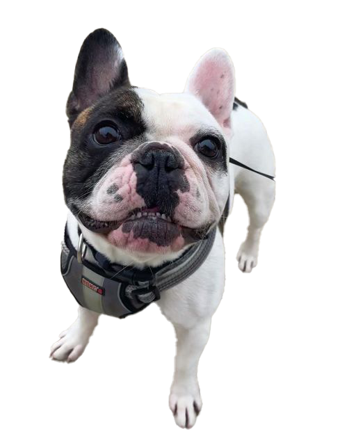 Harley getting a kiss from Farley Hooman On Demands top dog walking service walker Harley Lewter getting kisses from Farley after a long walk.