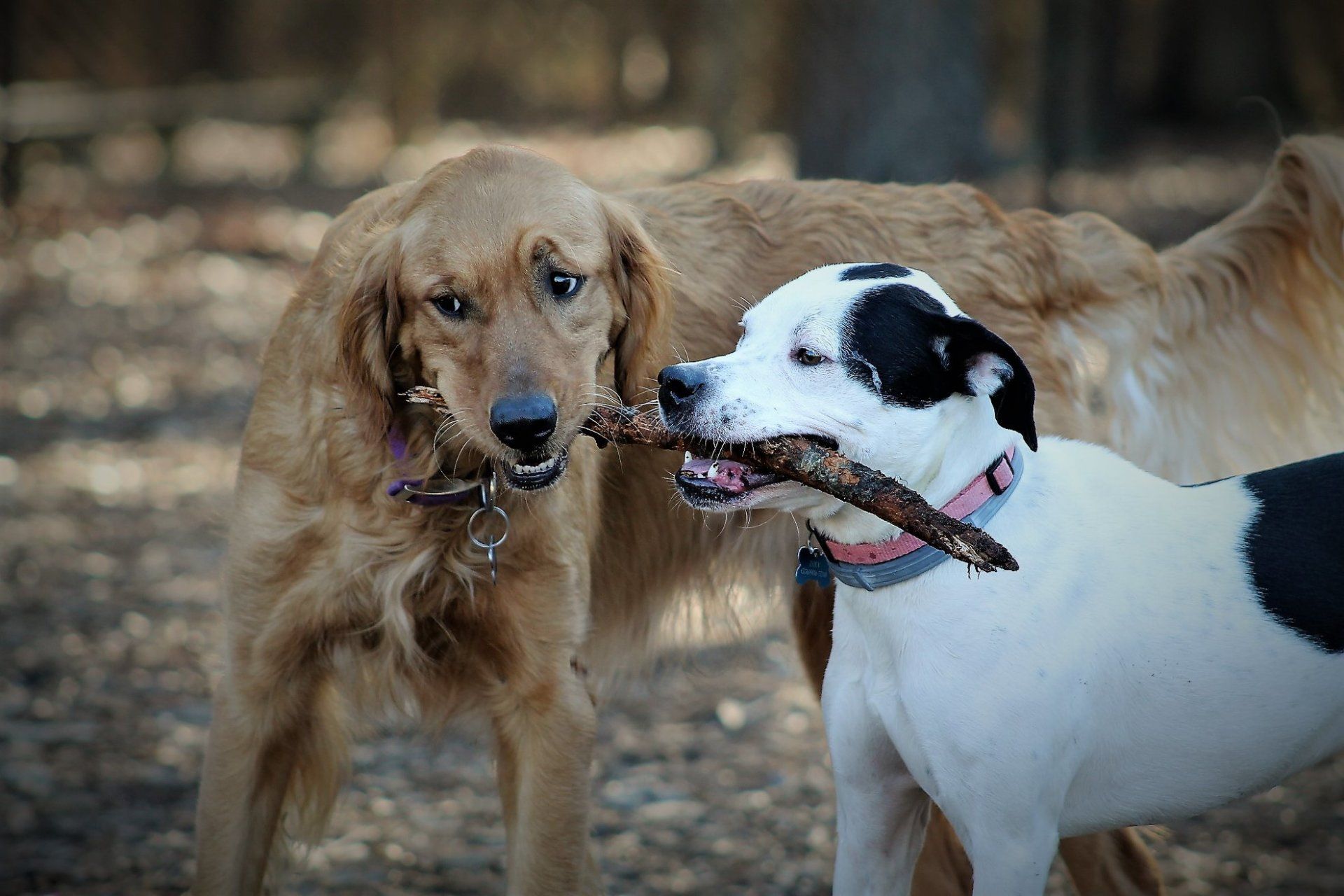 a golden retriever and terrier mix playing tug of war with a stick in one of Raleigh's favorite dog parks