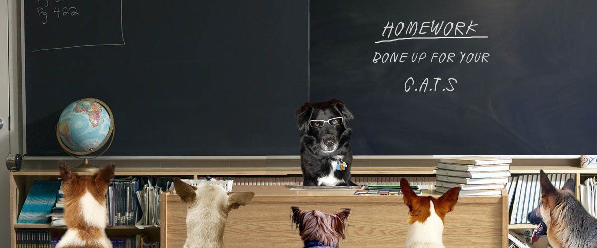 Pete sitter education month and signs of possible underlying health issues with you pet