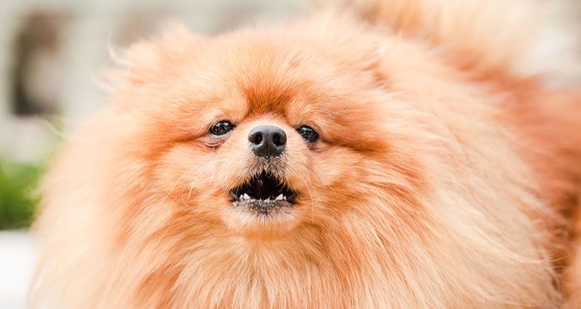 A cute and fluffy Pomeranian on his walk with Hooman on Demand's dog walkers in Raleigh NC