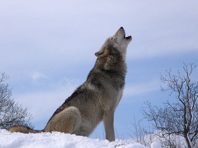 A Grey Wolf howling at the top of a mountain while standing in snow