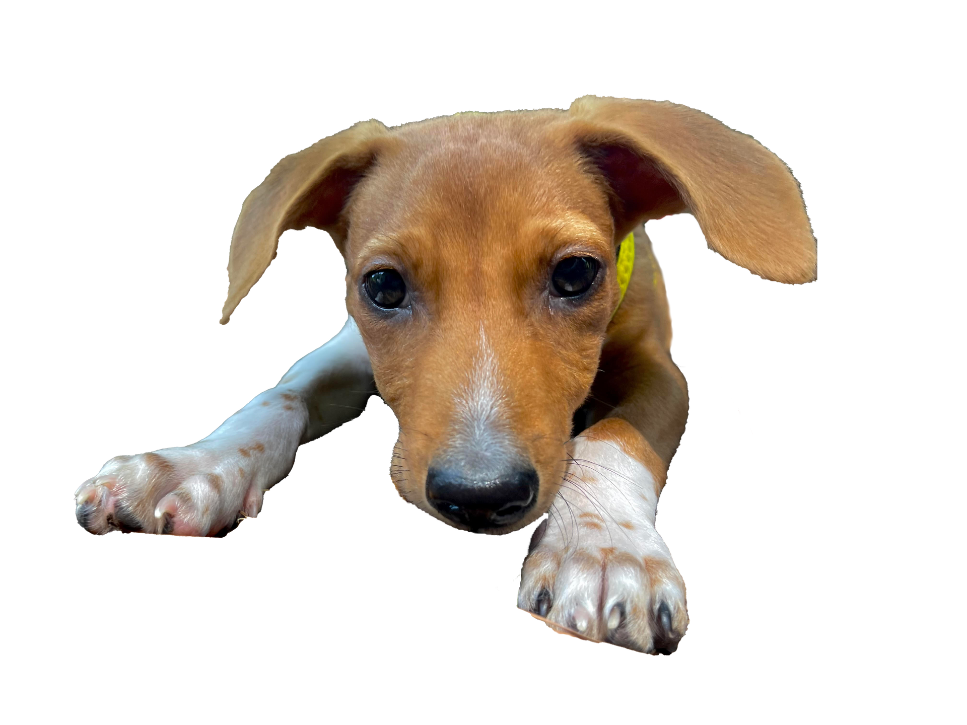 Mindy A mixed puppy waiting for his dog walker