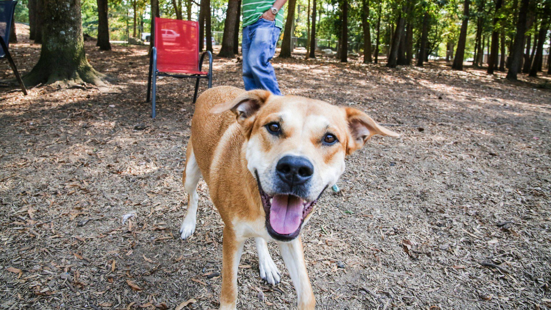 dog parks, raleigh dog parks, dog,