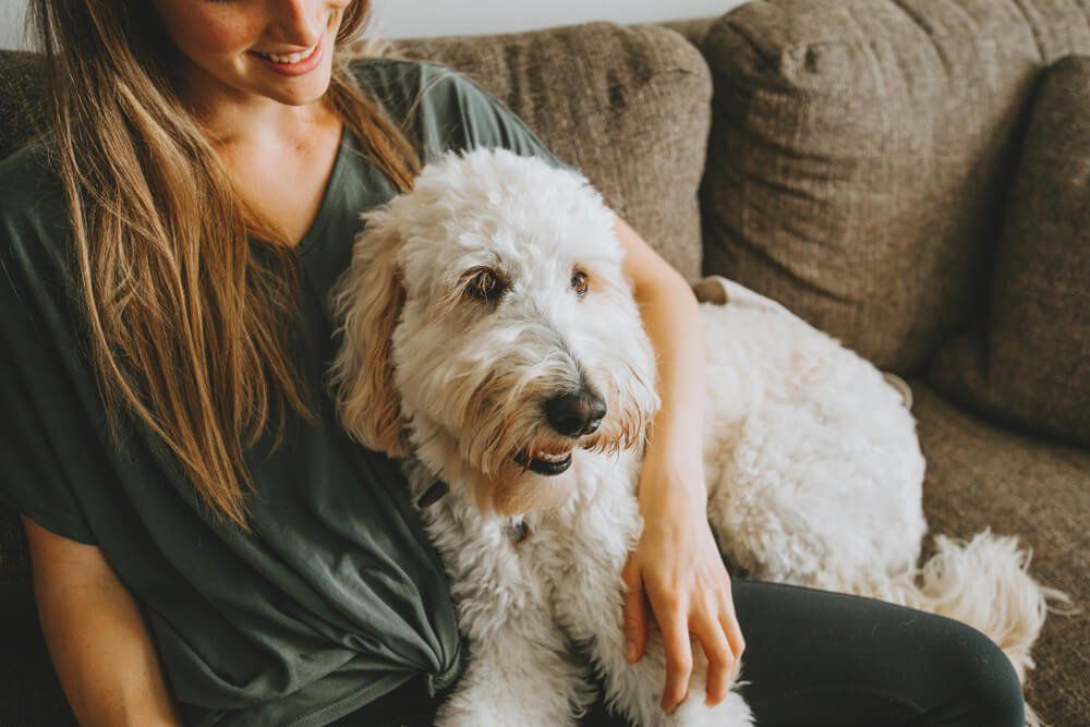 Hooman on Demand's pet sitting app makes hiring a pet sitter easy for you and your pooch