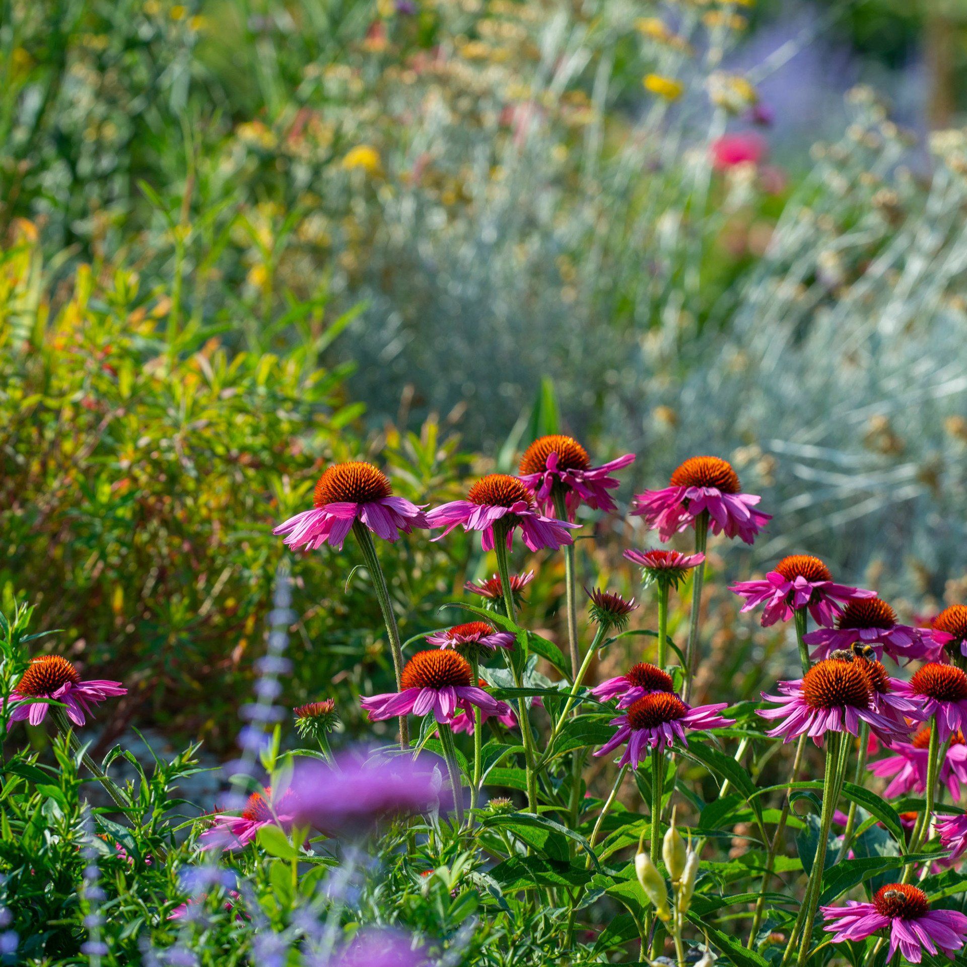 Garden plants in shades of pink and purple with green stems