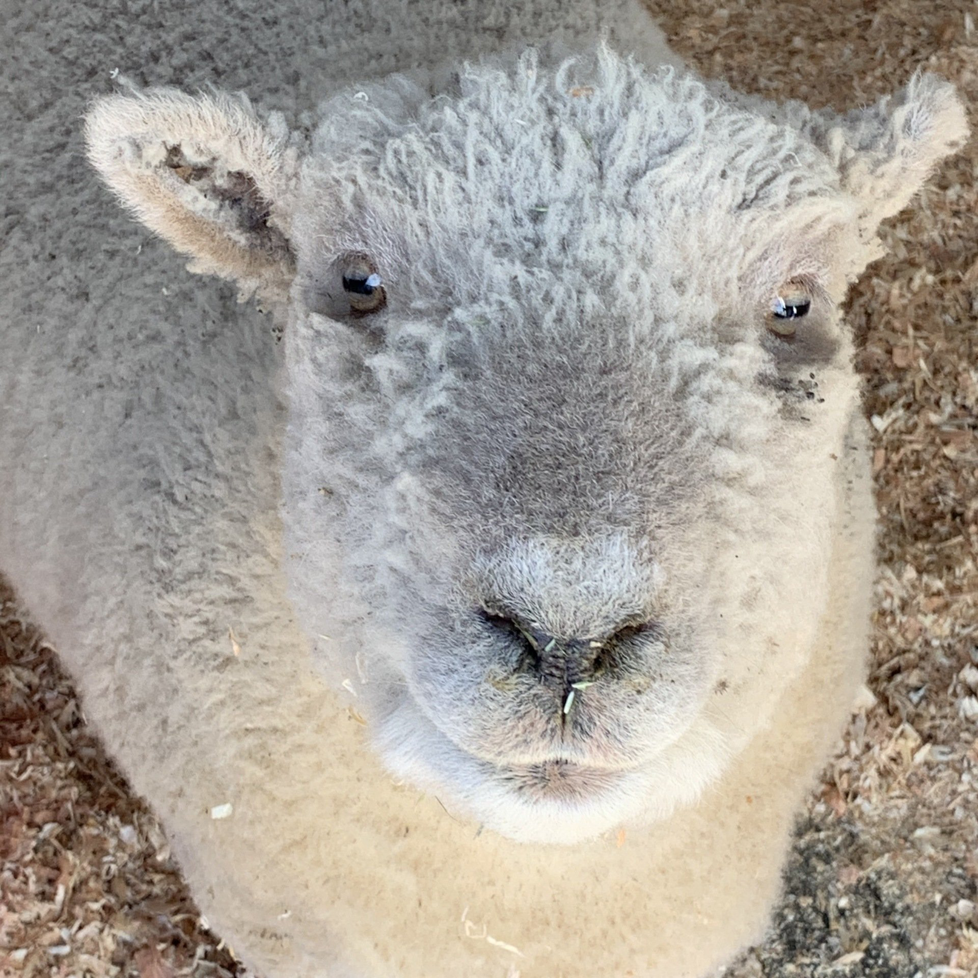 Buster is a white sheep with a smiling face.