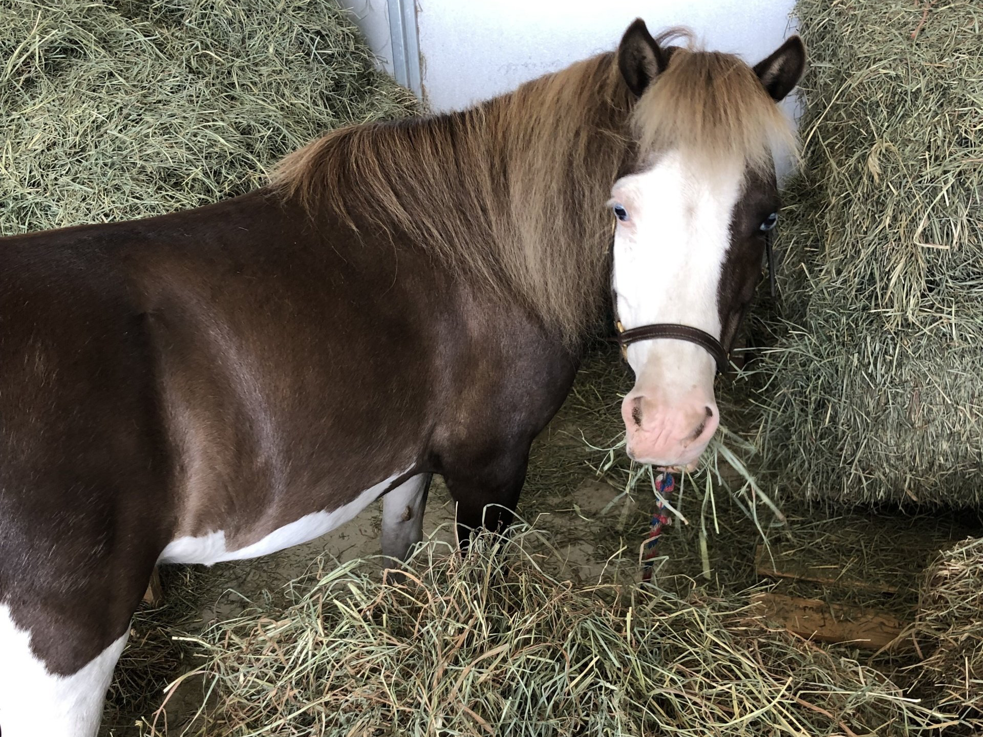 Mini horse munching on hay in a barn stall.