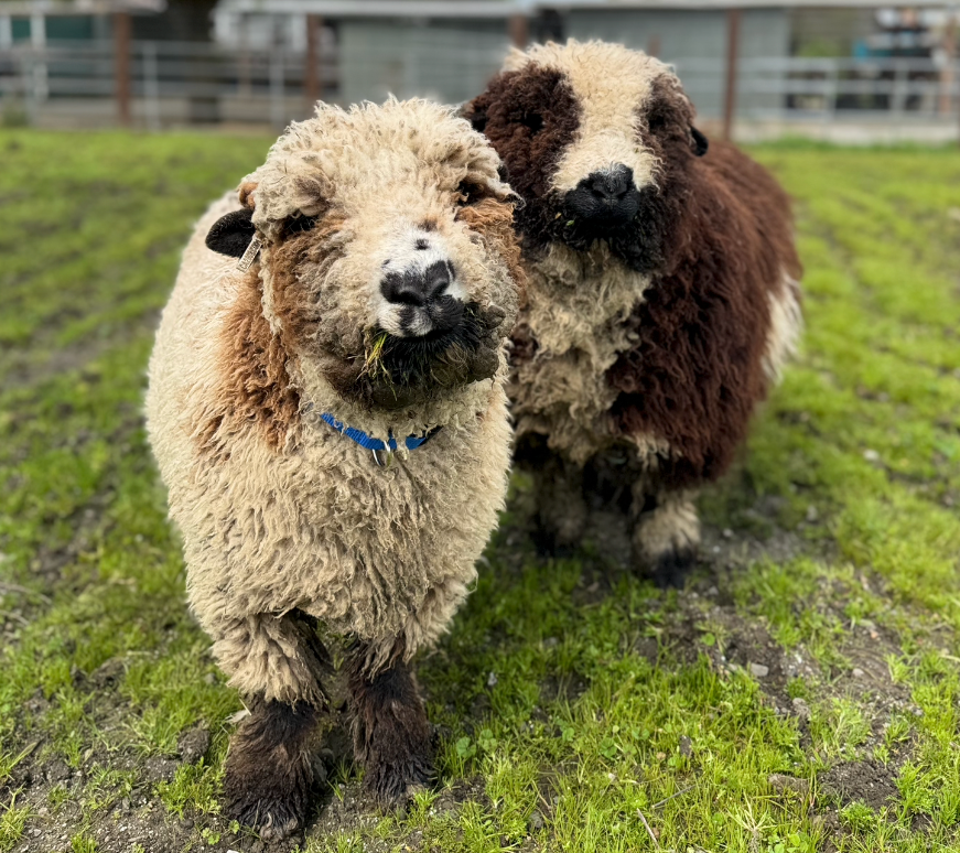 Ernie and Wooly in standing beside each other in the pasture looking adorable.
