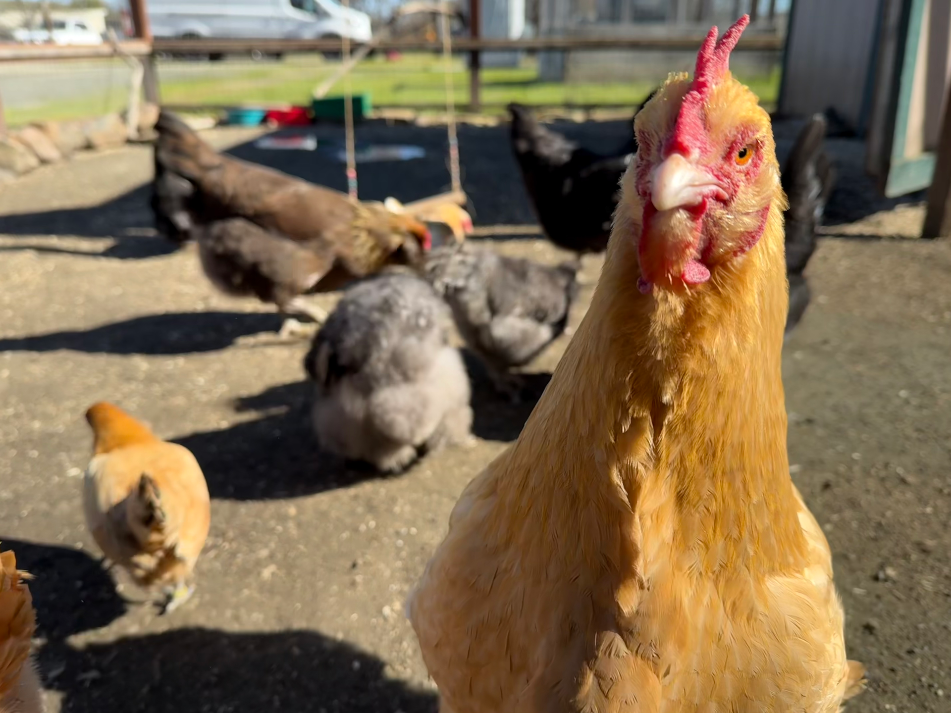 Our flock of chickens on the farm.