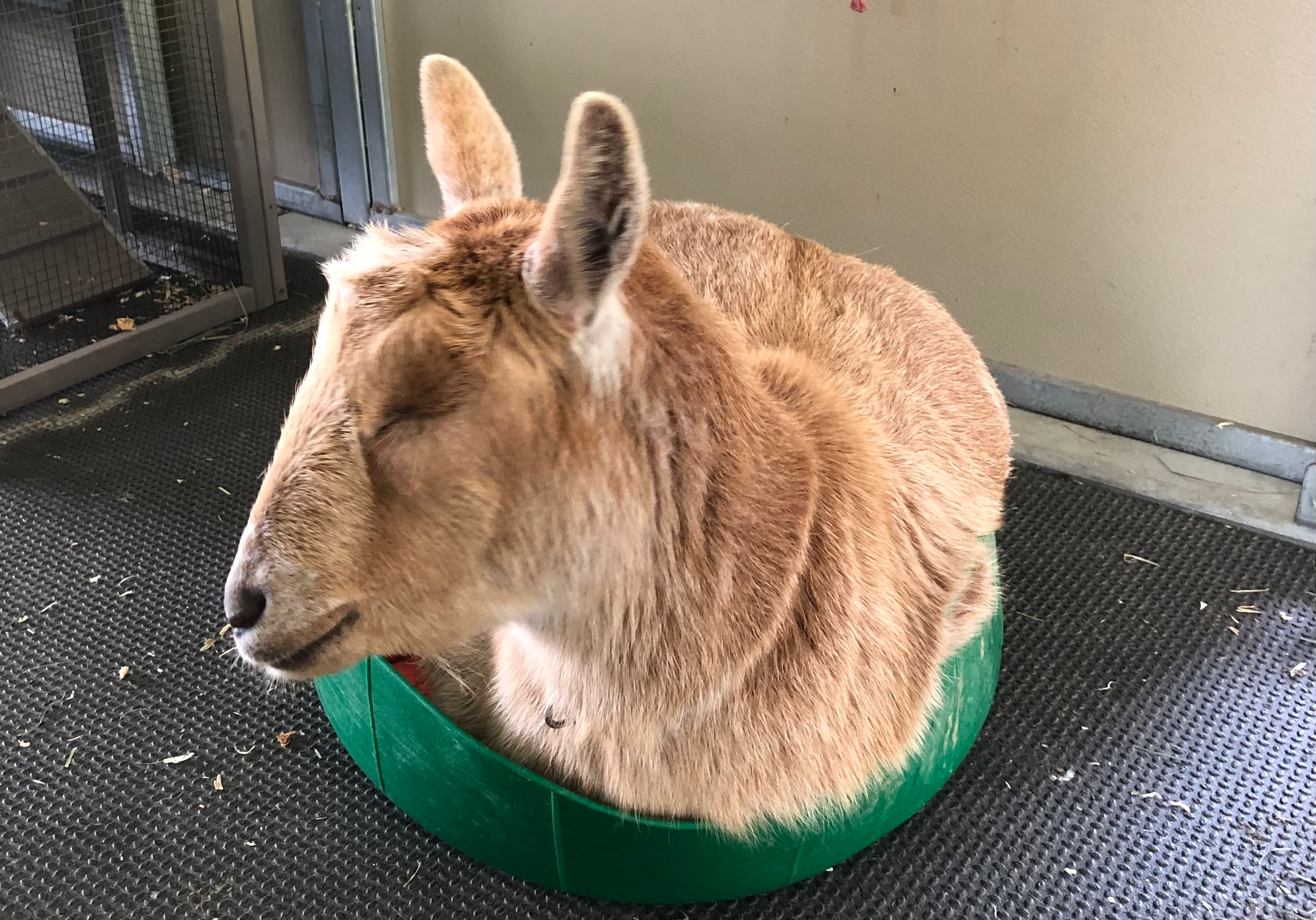 Gizmo sleeping and curled up in his small green bucket in the barn.