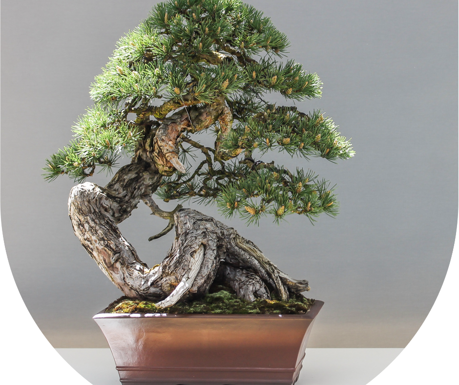 Esta es la primera entrega, el primer escrito de Los Principios de Management Natural.