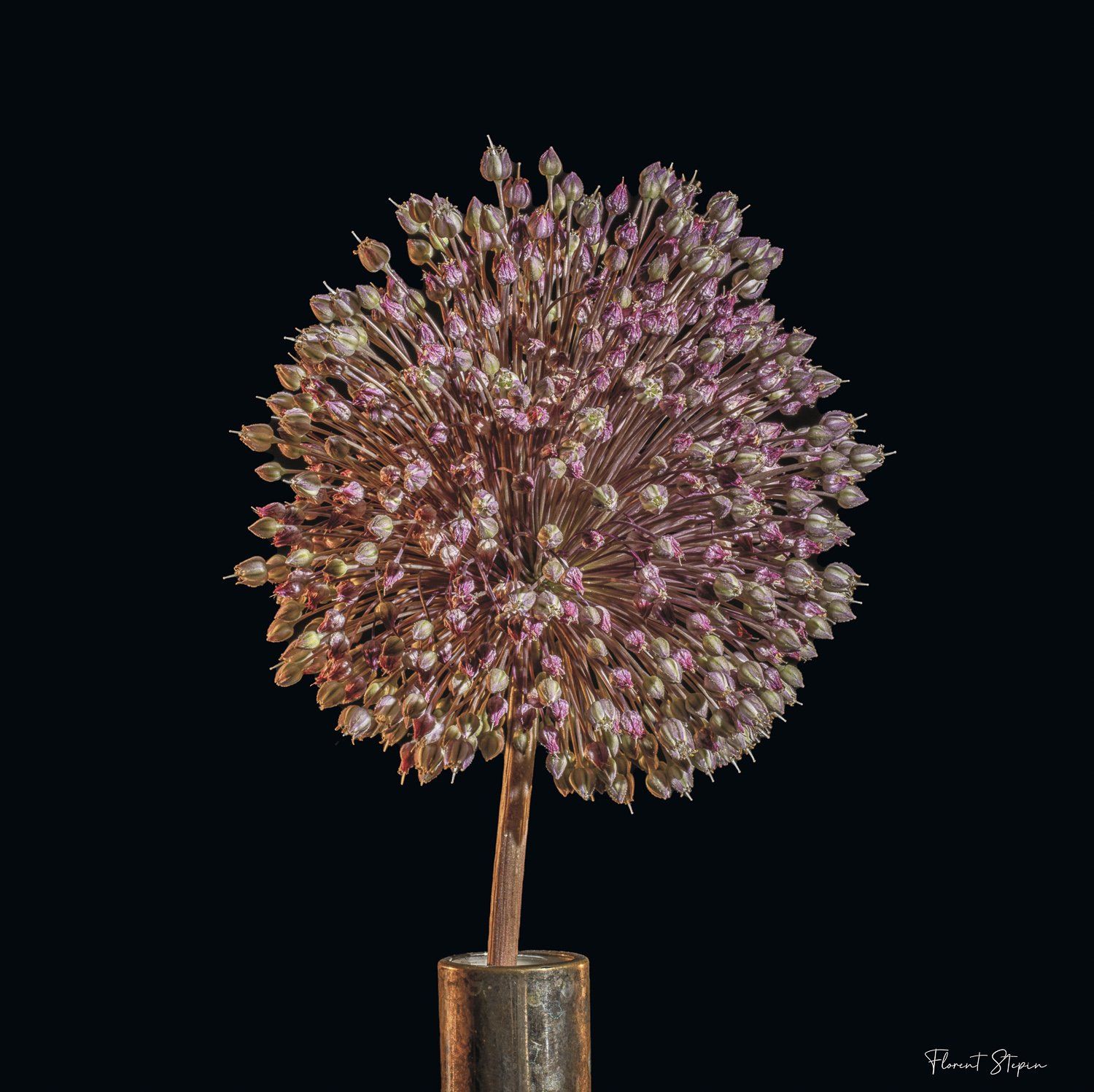 Ail faux poireau,Algarve, Portugal