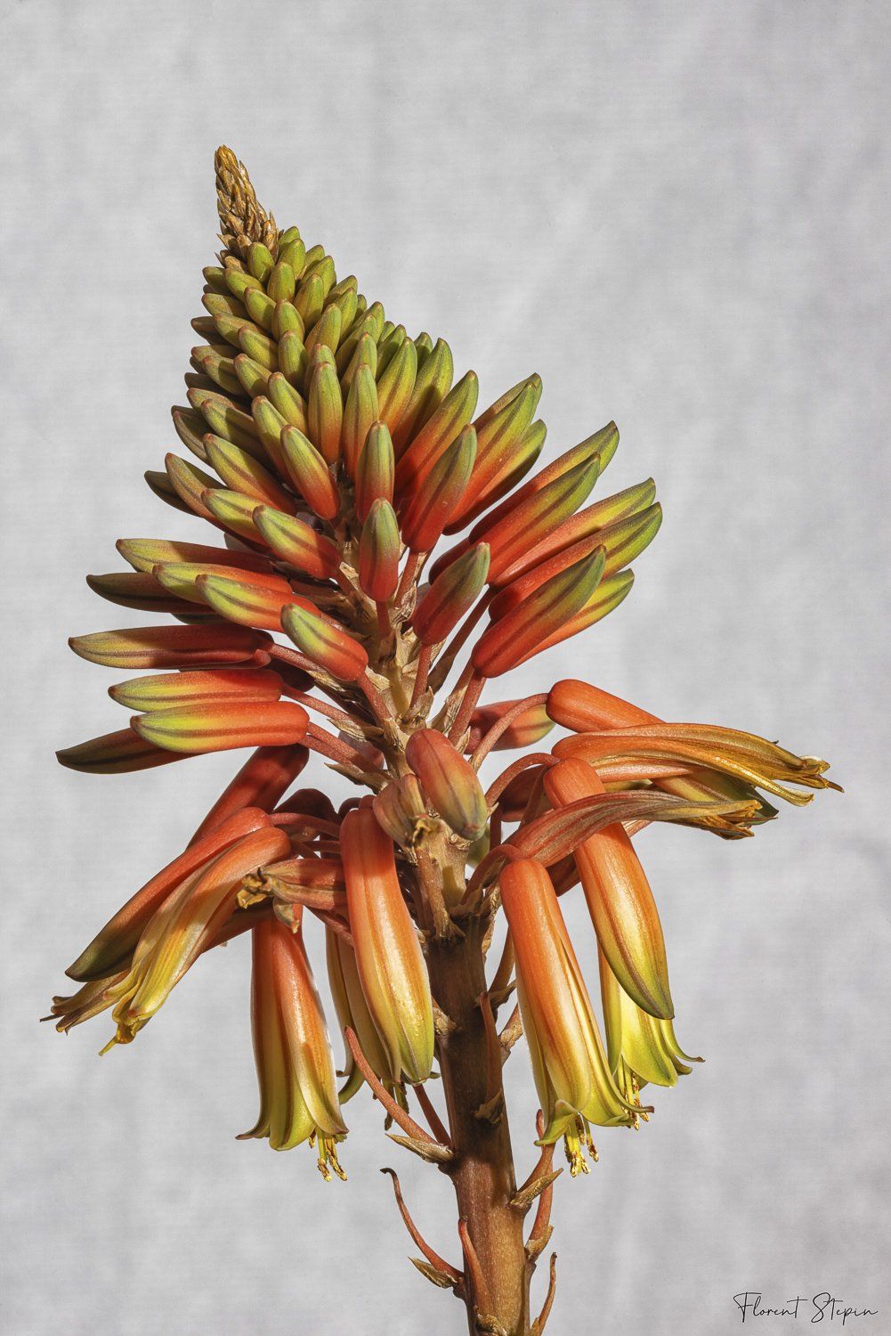 Aloé maculé,Algarve, Portugal