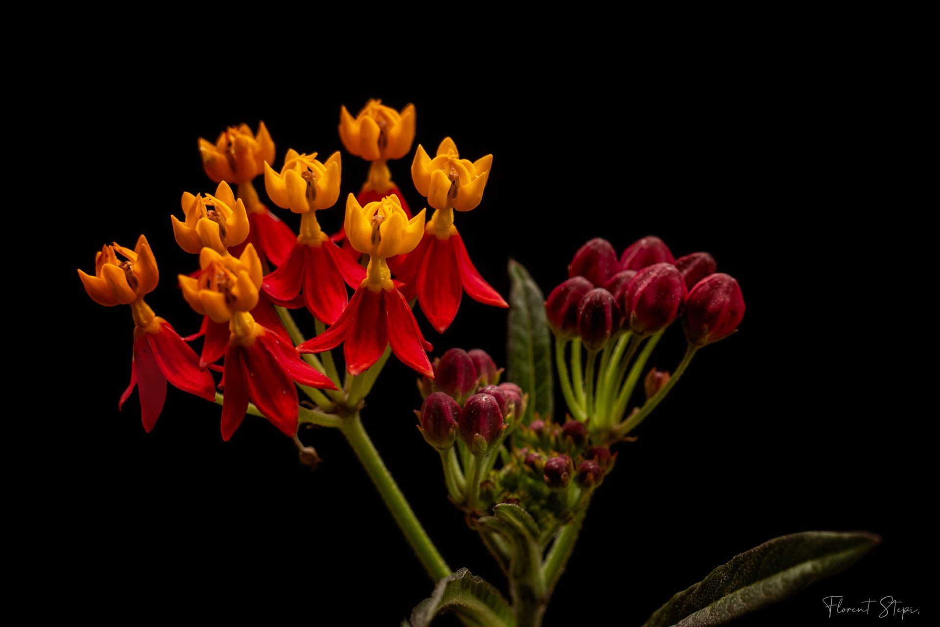 Bouquet d'Asclepiades sauvages,Algarve, Portugal