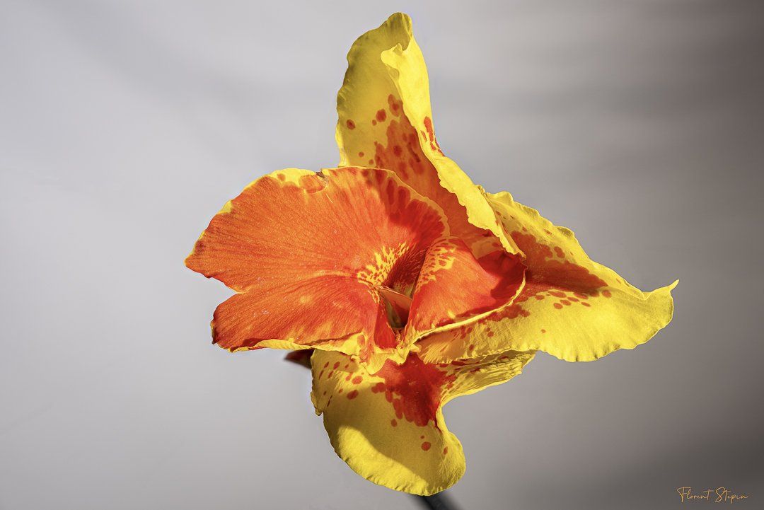 Fleur de Canna indica, Algarve, Portugal.