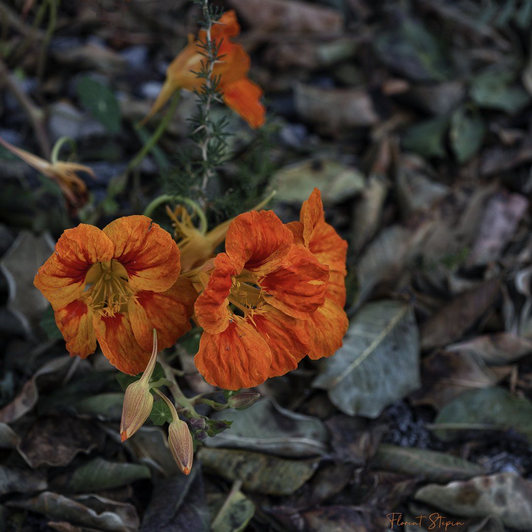 Fleurs de capucine, Algarve, Portugal.