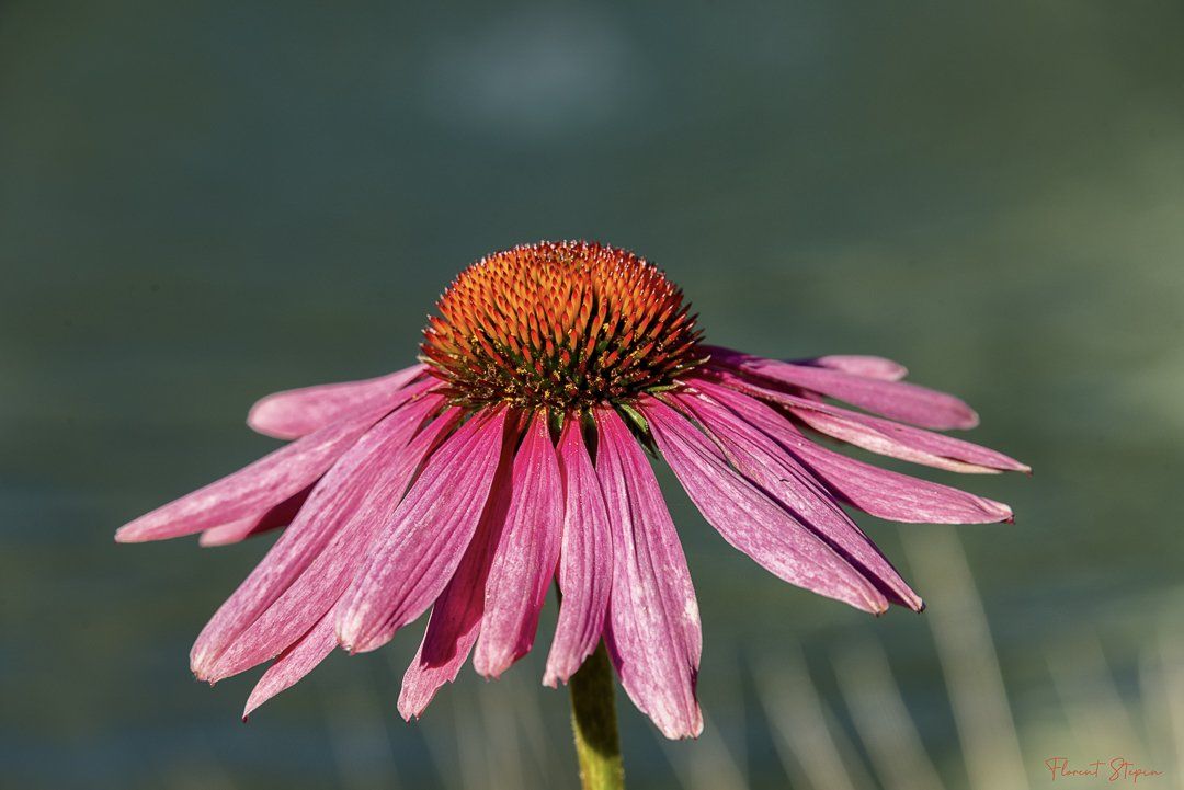 fleur d'Echinacea purpurea, Algarve, Portugal.