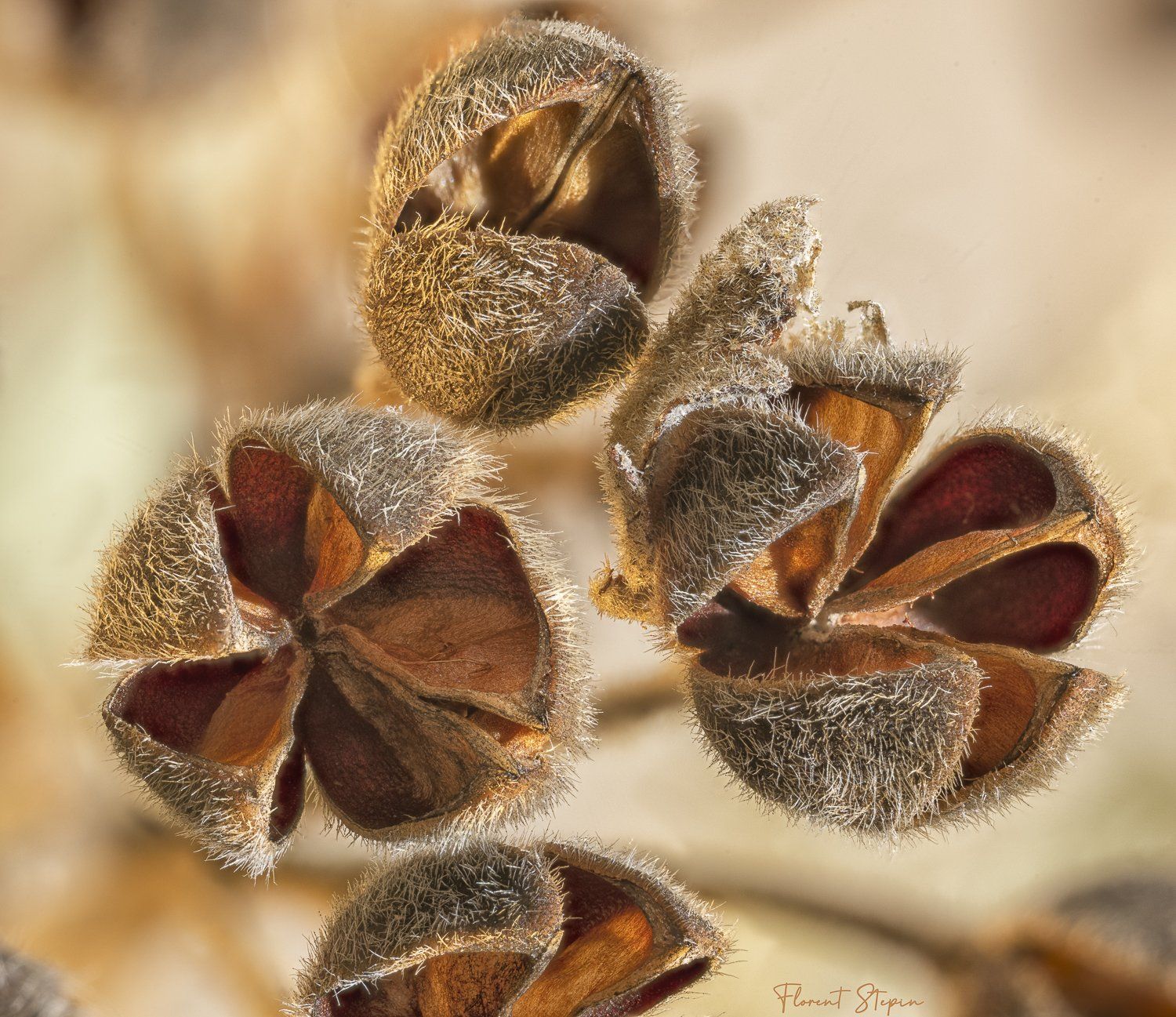 Graminées & herbes sèche, Algarve, Portugal.