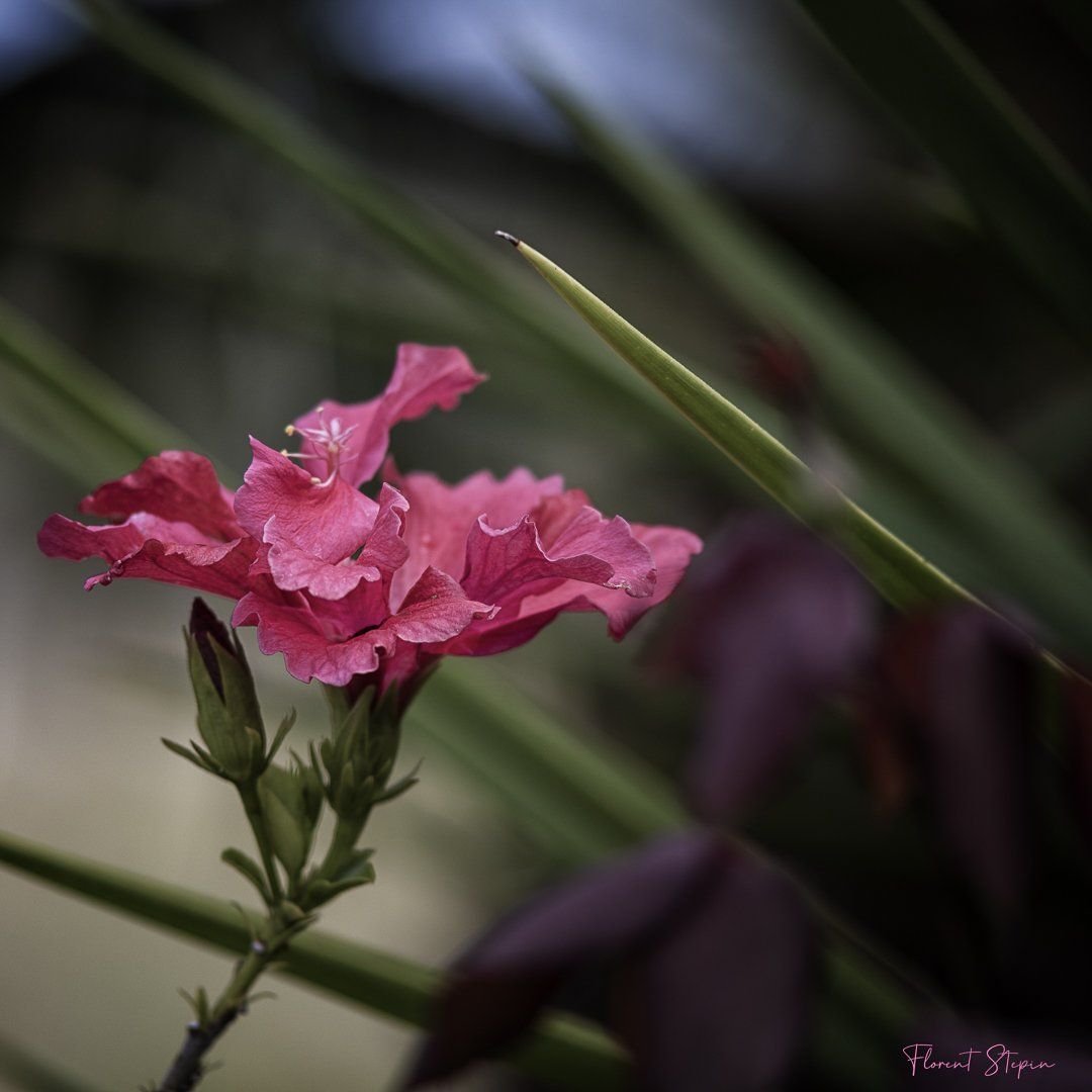 Fleur d'Hibiscus, Algarve, Portugal.