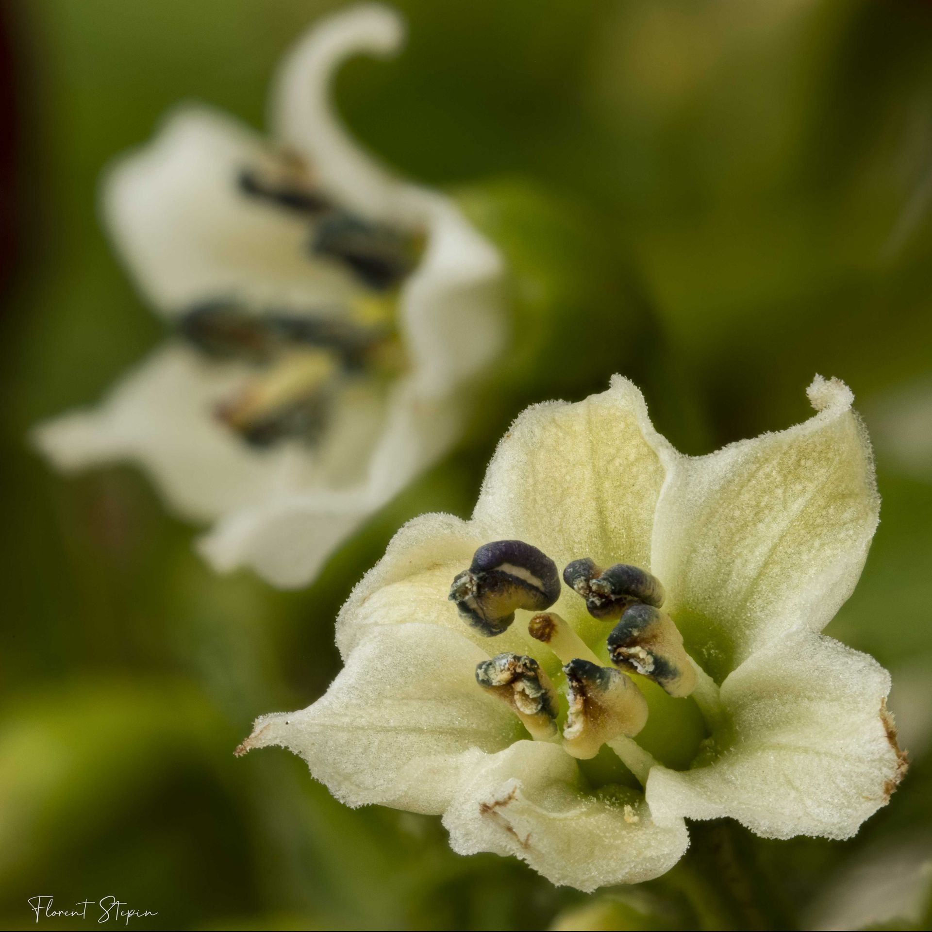 Fleurs de piment de Cayenne,Algarve, Portugal