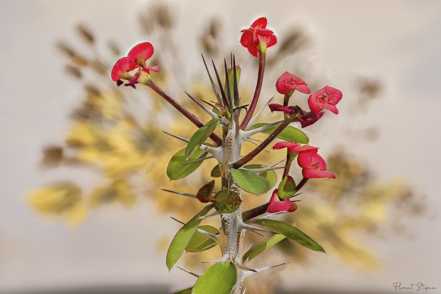 Fleurs d'euphorbia, Algarve, Portugal.