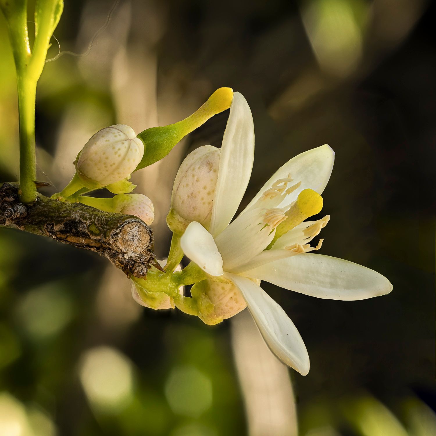 Fleurs de citron vert,Algarve, Portugal