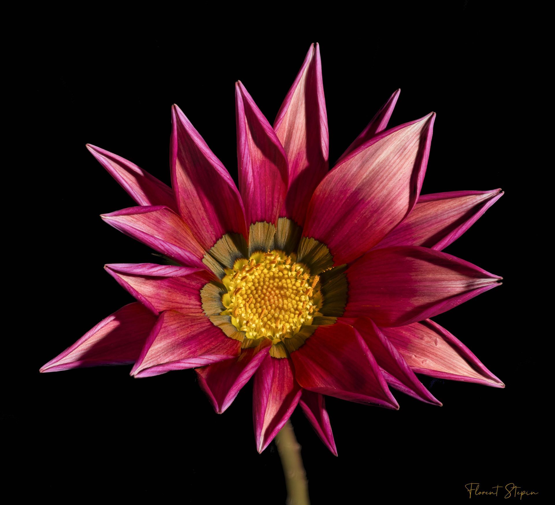 Fleur de Gazania, ,Algarve, Portugal