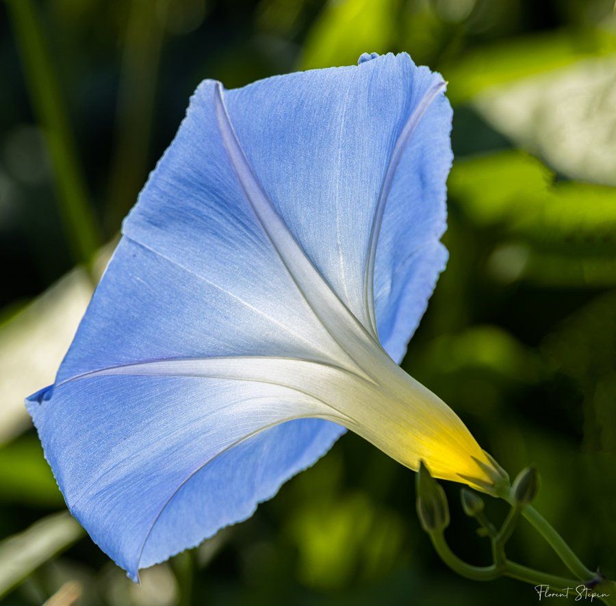 Ipomée pourpre, Algarve, Portugal.