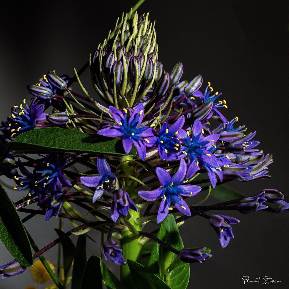 Jacinthe du pérou, Algarve, Portugal.