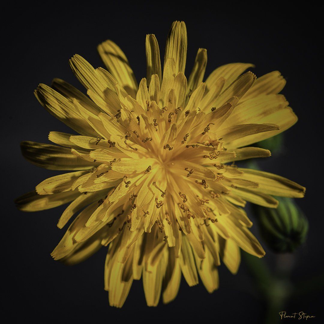 Laiteron délicat, Algarve, Portugal.