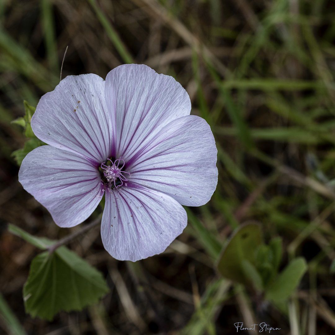 Mauve royale, Algarve, Portugal.