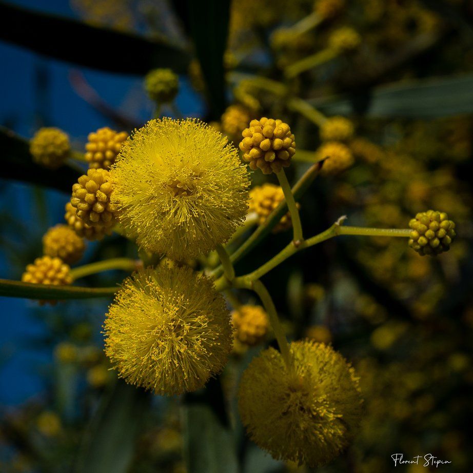 Fleurs de mimosa, Algarve, Portugal.