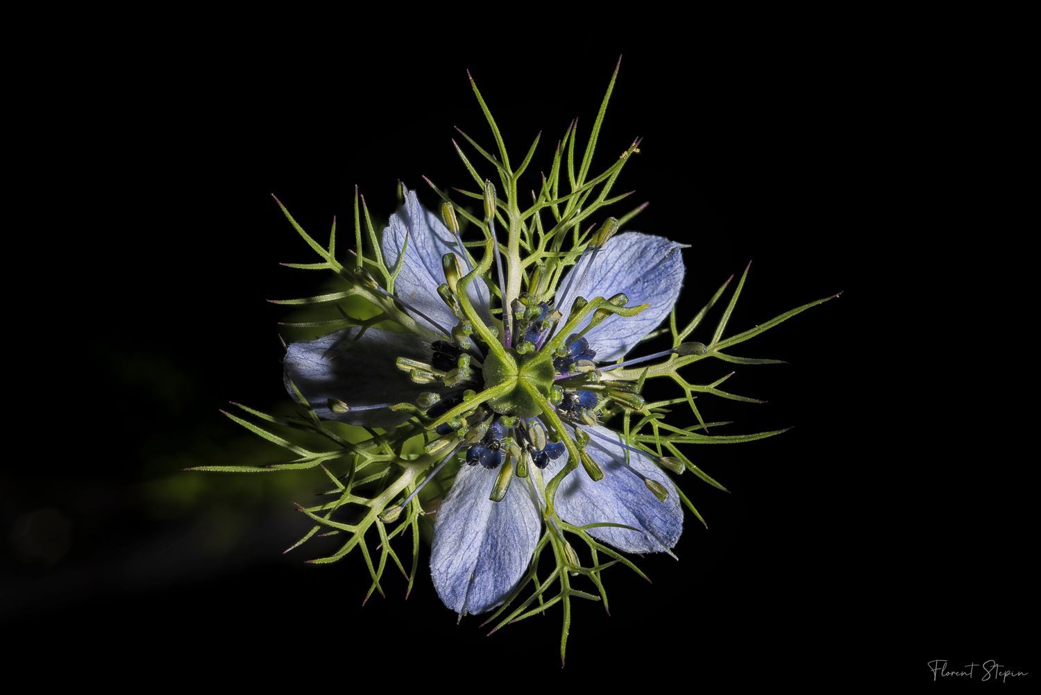 Fleur cumin noir (Nigella sativa),Algarve, Portugal