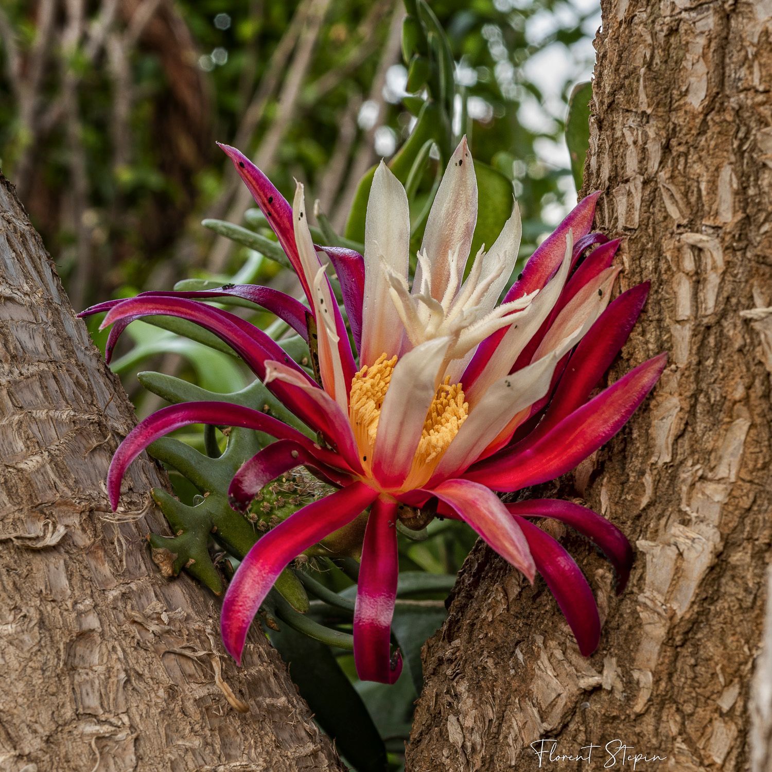 Princesse de la nuit, proxy extérieur