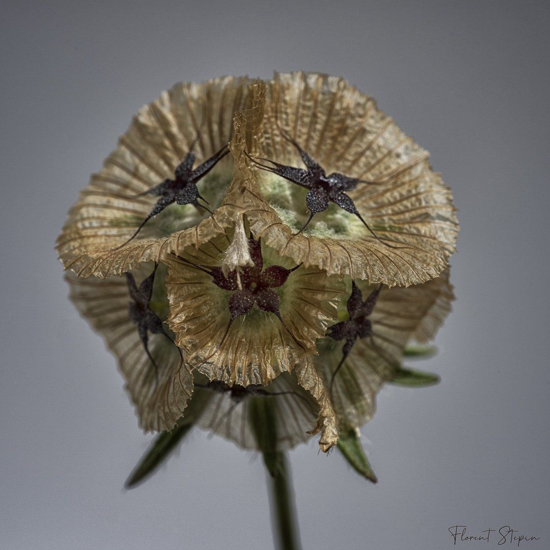 Scabieuse étoilée, Algarve, Portugal.