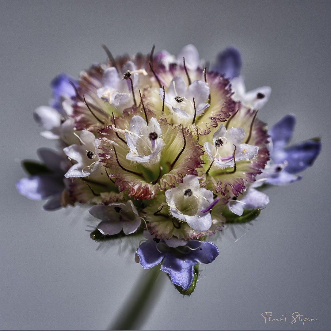 Scabieuse étoilée, Algarve, Portugal.