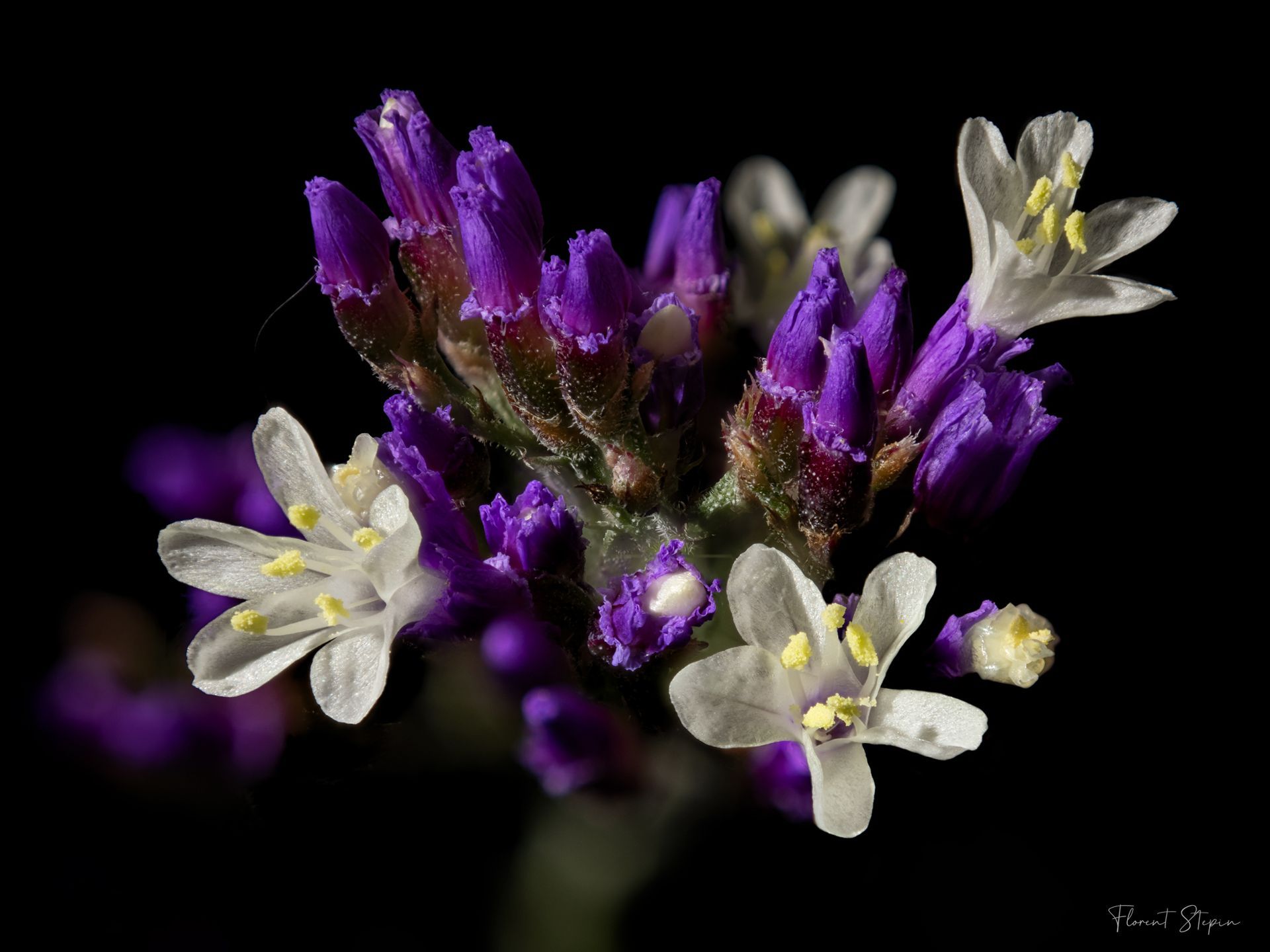 Floraison de statices,Algarve, Portugal
