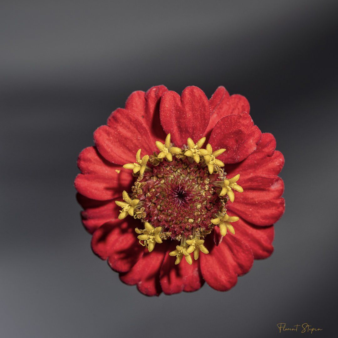 Fleur de Zinnia elegans, Algarve, Portugal.