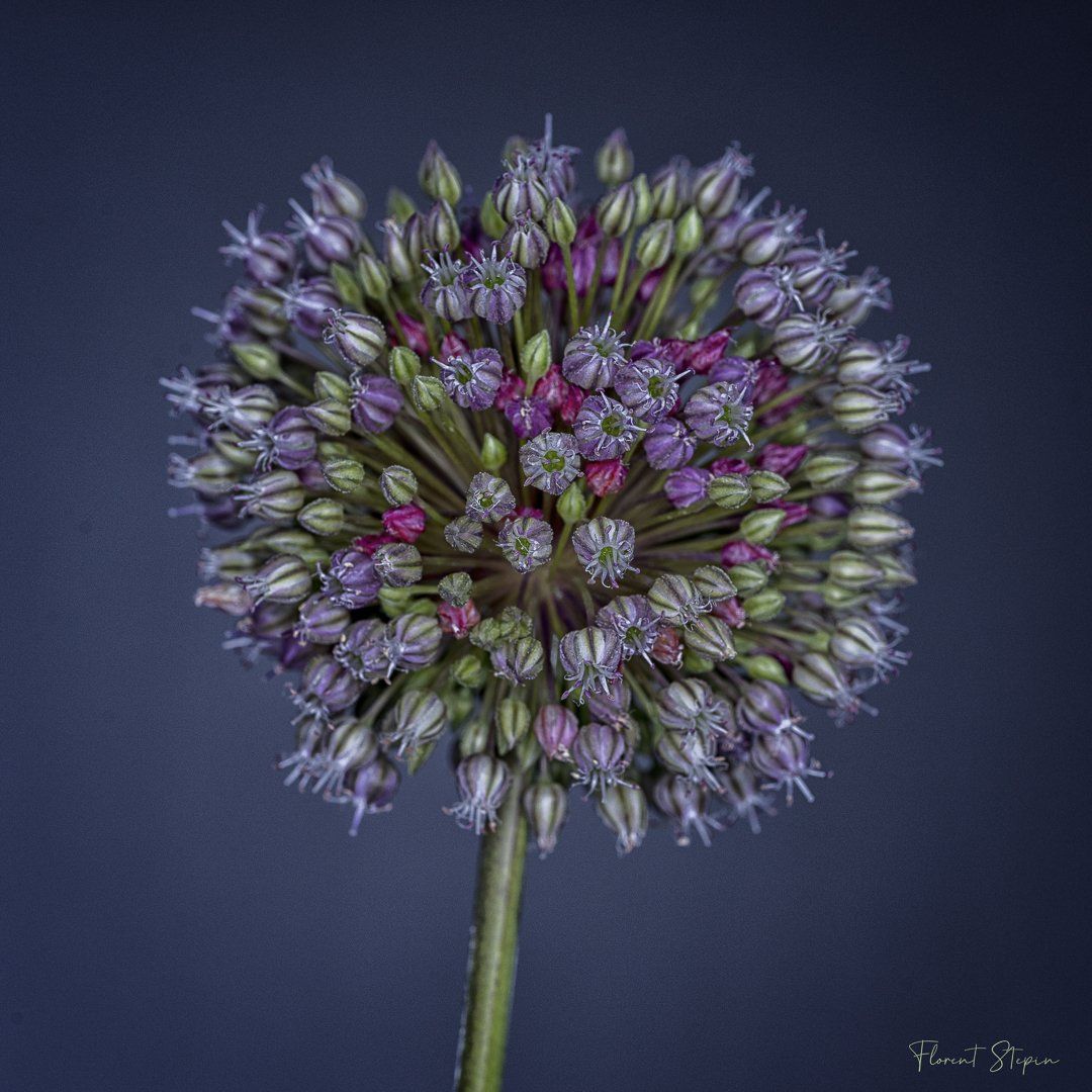 Fleurs d'ail