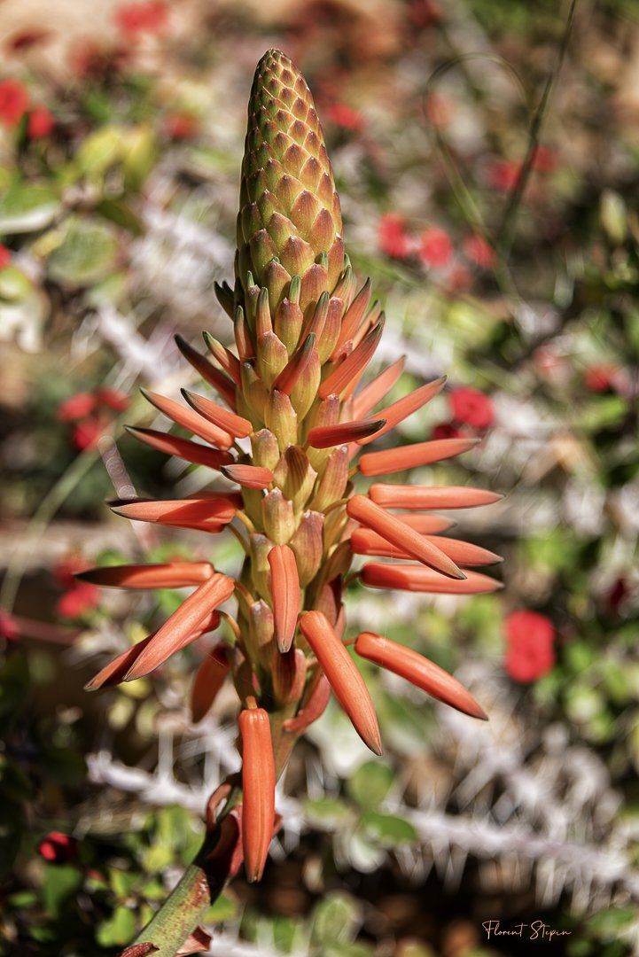Fleur d'Aloe arborescente, Algarve, Portugal.