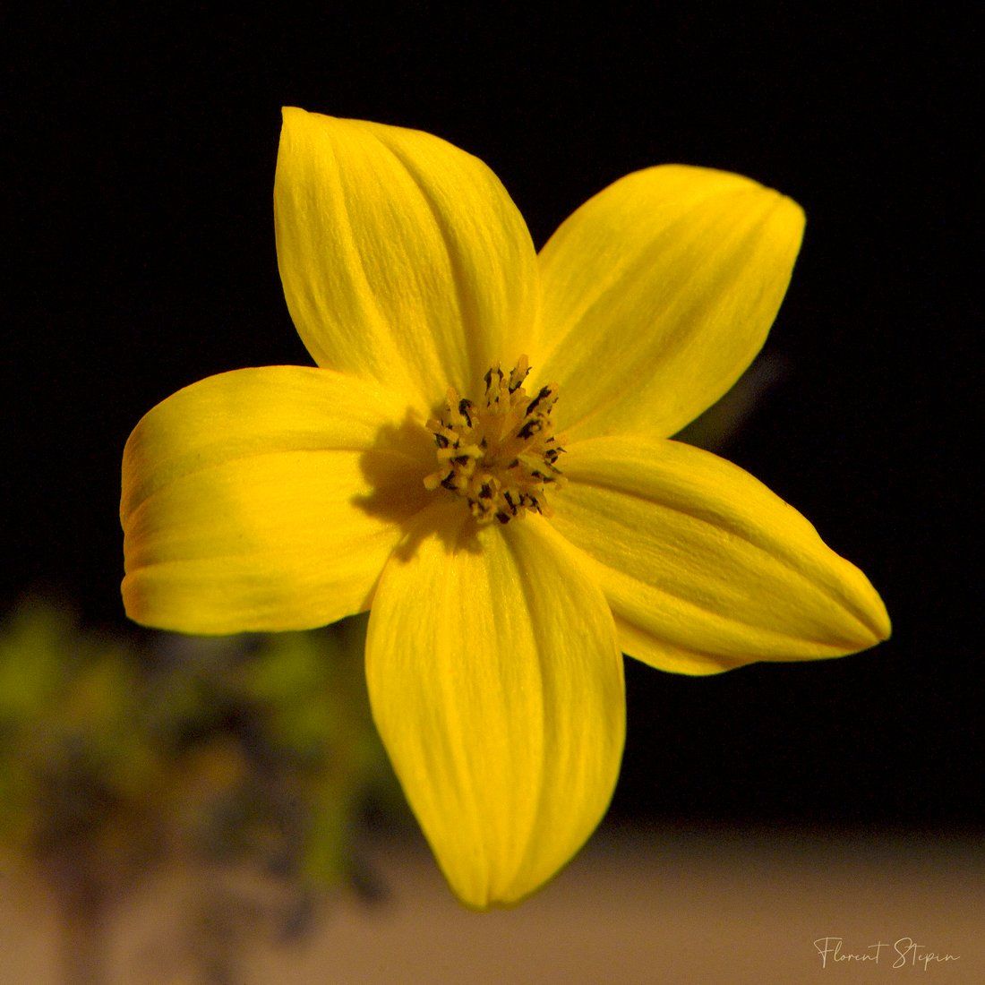 Fleur d'astera, Algarve, Portugal.