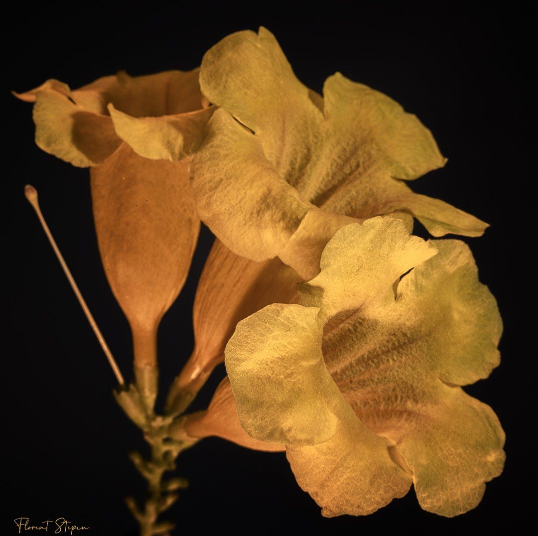 Bignonia tulipe d'or, Algarve, Portugal.