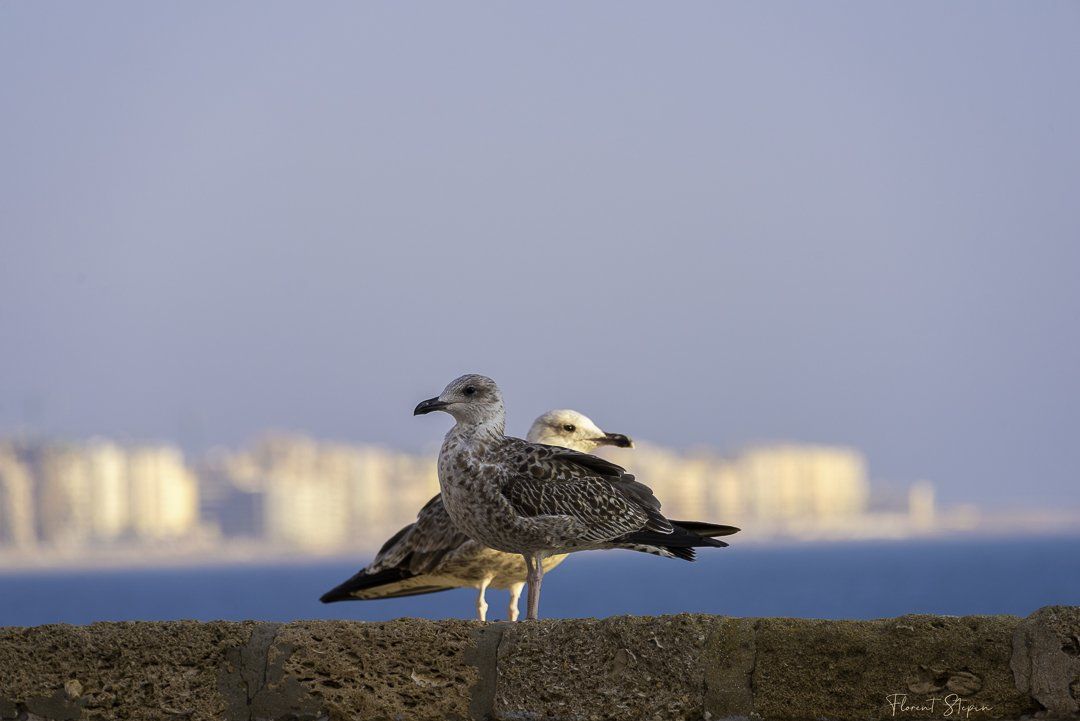 Couple de goëlands en vigie à Cadix, Andalousie, Espagne
