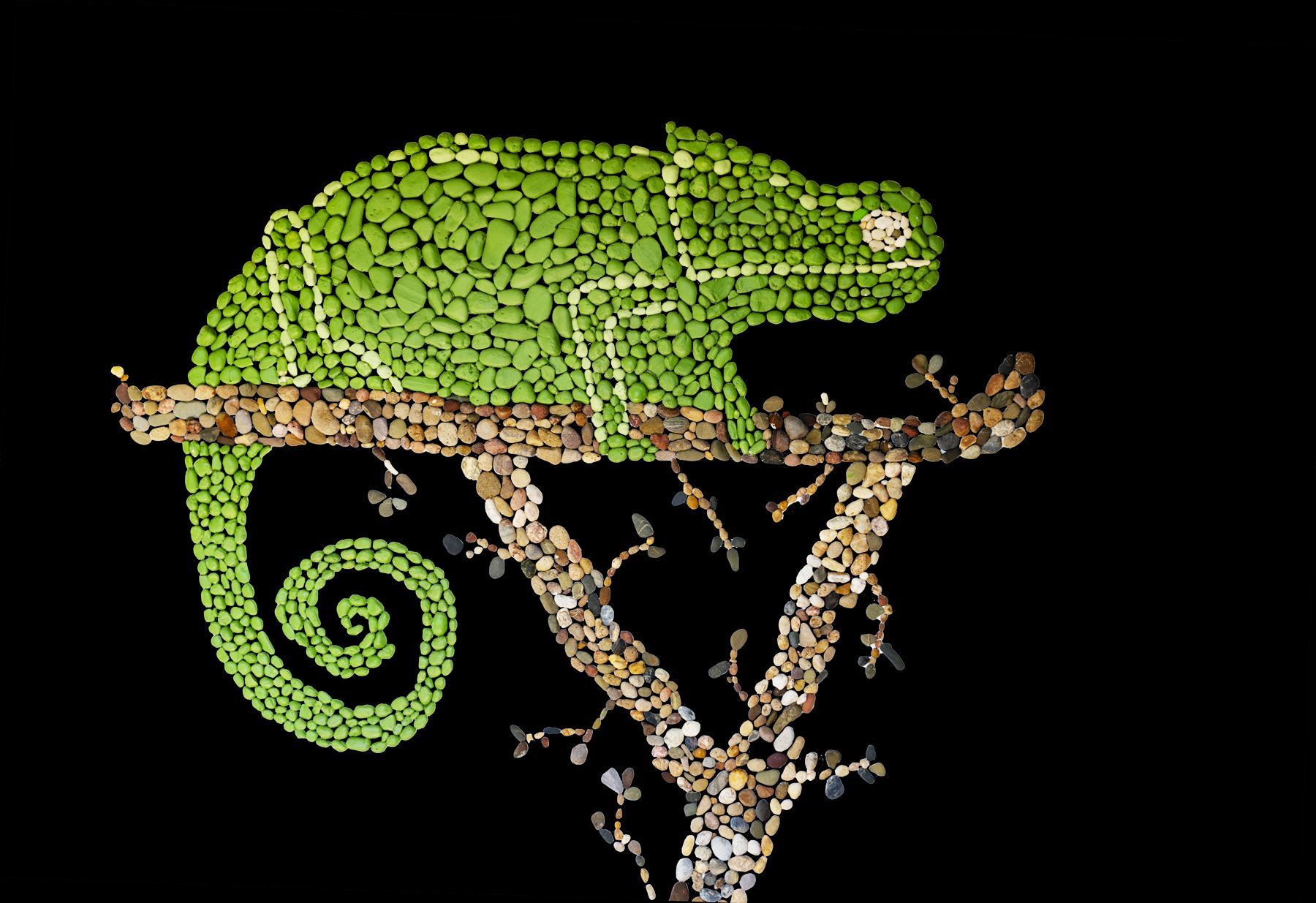 Caméléon, ria Formosa