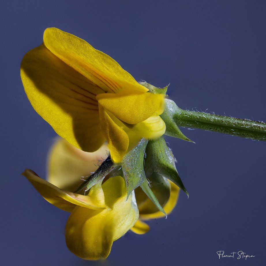 chenillette poilue, Algarve, Portugal.