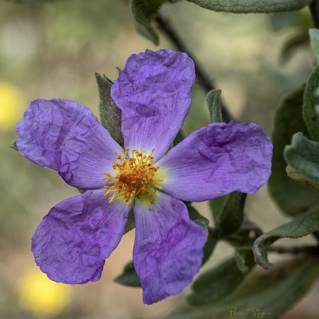 Fleur de ciste de Crête, Algarve, Portugal.