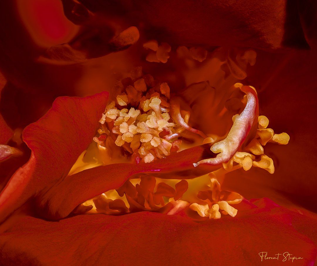 Coeur de rose, Algarve, Portugal.