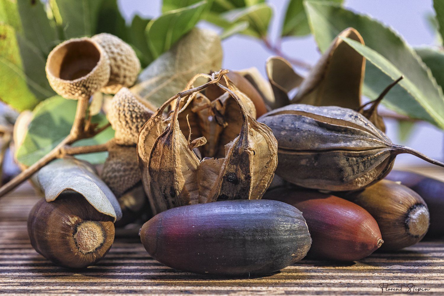 Glands, Florent Stepin, Algarve, Portugal.