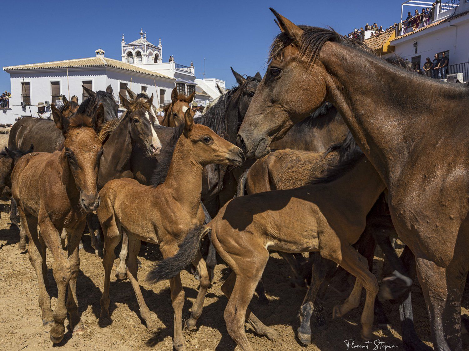La saca de Las yeguas, El Rocio, Andalousie 2022