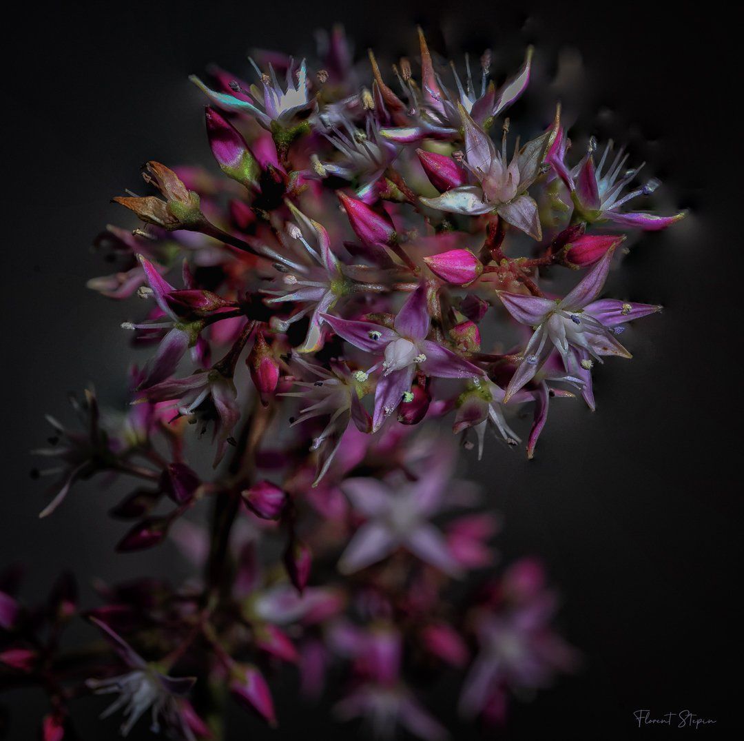 crassula multicava, Algarve, Portugal.